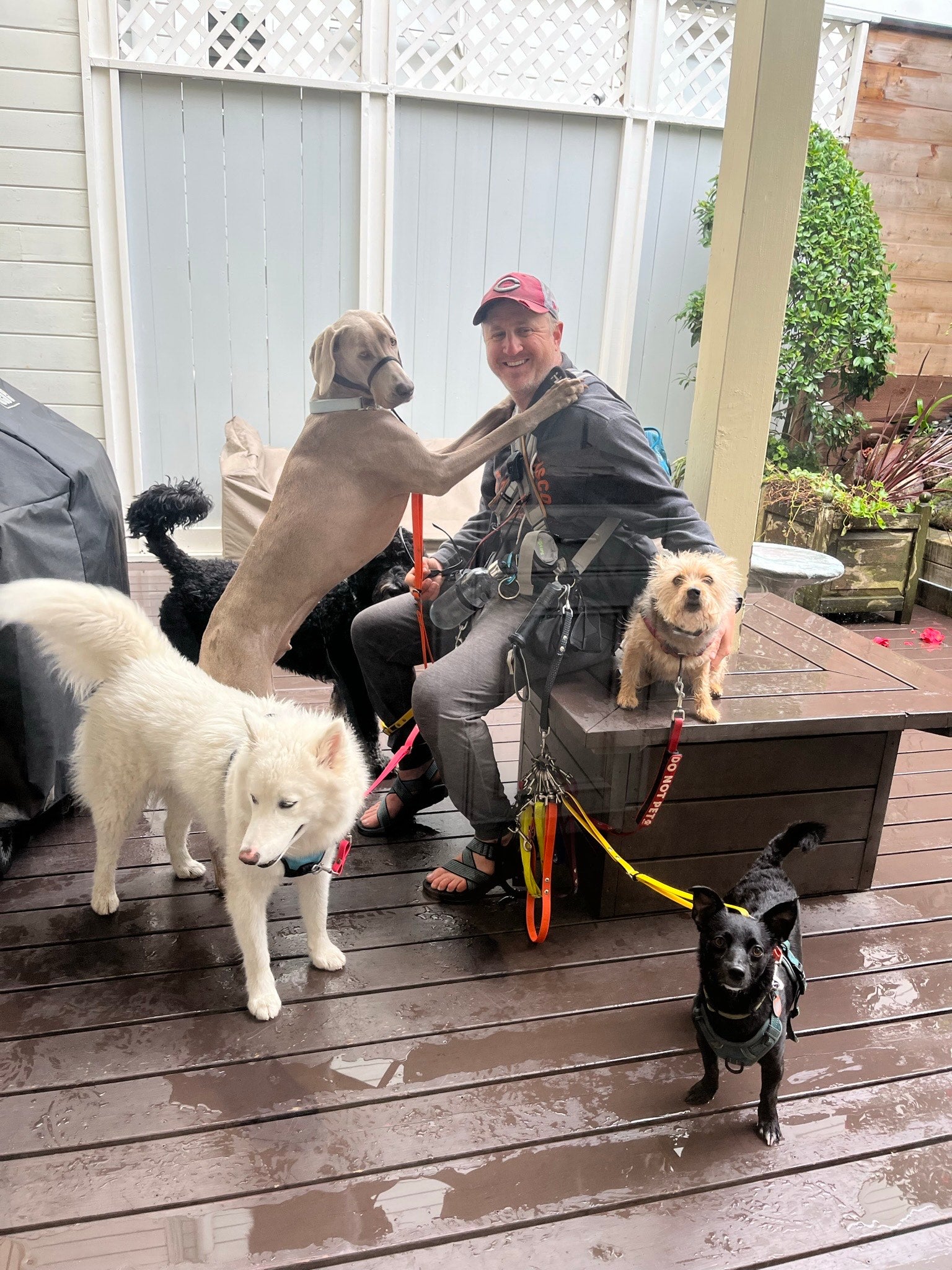 A smiling male, Caucasian dog walker sits on a bench. There are dogs all around him that are leashed to his body with colourful TinyHorse equipment. One of the dogs, a grey Weimaraner, has his front paws on the man’s shoulders. The ground is wet, as if it’s just rained.