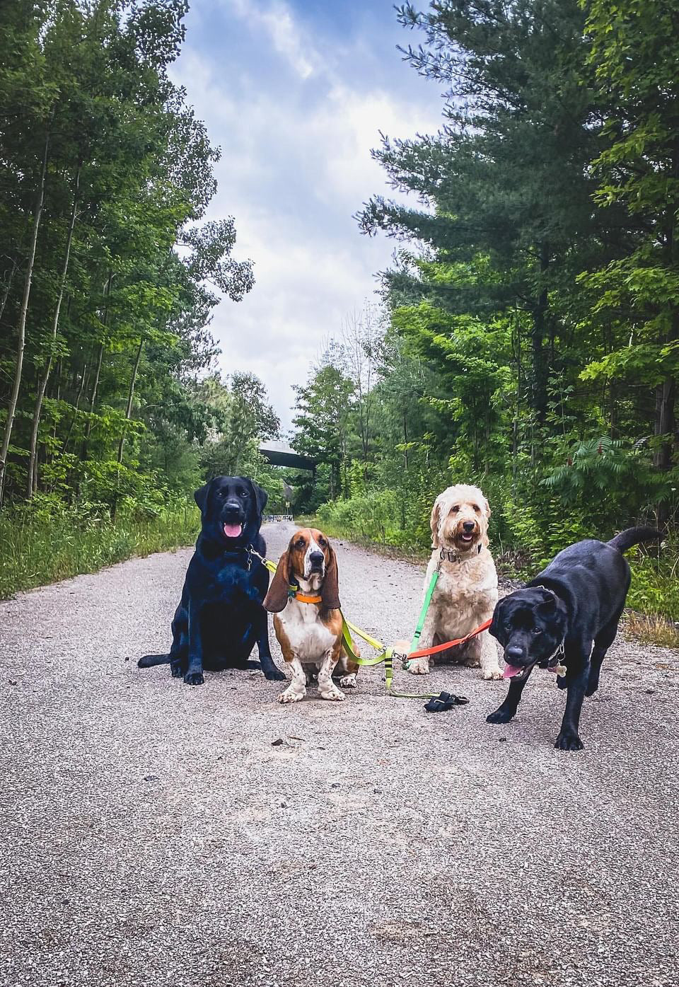 Four dogs are leashed together on a gravel path in a forest. There is two black labs, a basse hound and one goldendoodle. The folliage is green indicating that it's summer time.