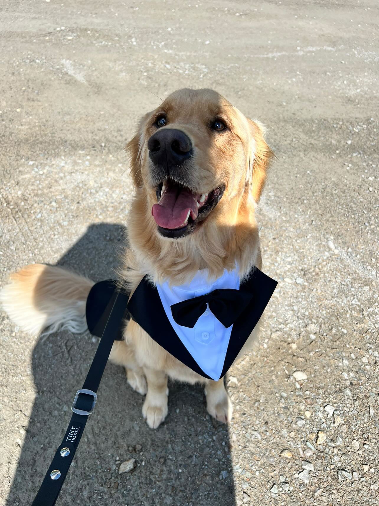 Golden retriever with his tongue hanging out and wearing a black and white tuxedo. He is clipped to a black, adjustable tinyhorse leash. 