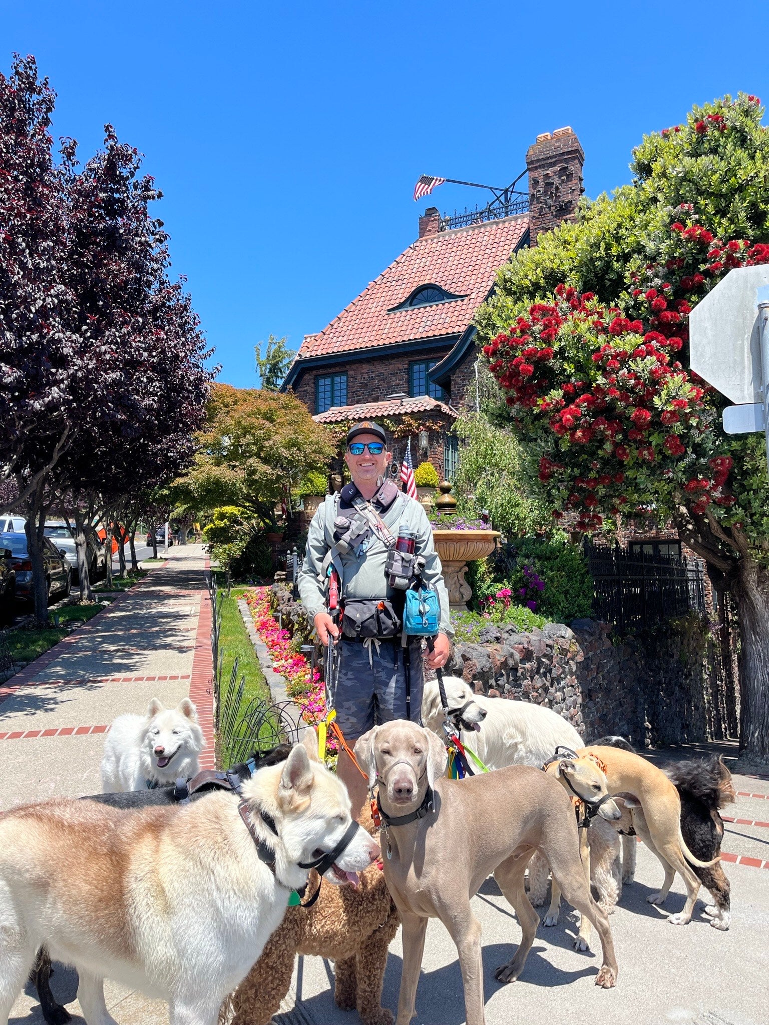 A smiling, male Caucasian dog walker stands behind his group of dogs. There are 8 dogs of different sizes and breeds. The area is residential with a blooming tree and large house in the background.