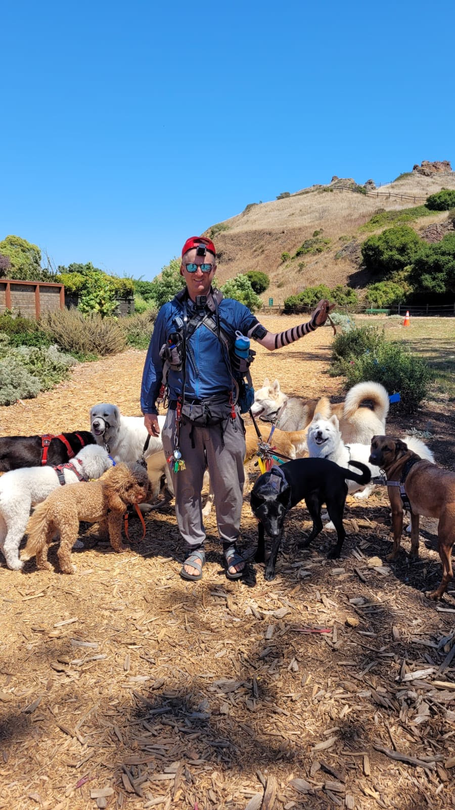 A male Caucasian dog walker wearing a red hat, blue t-shirt and grey pants. 8 dogs surround him, and some of them are leashed to his body. The ground is covered in woodchips and there’s a sharp hill in the background. The sky is blue.