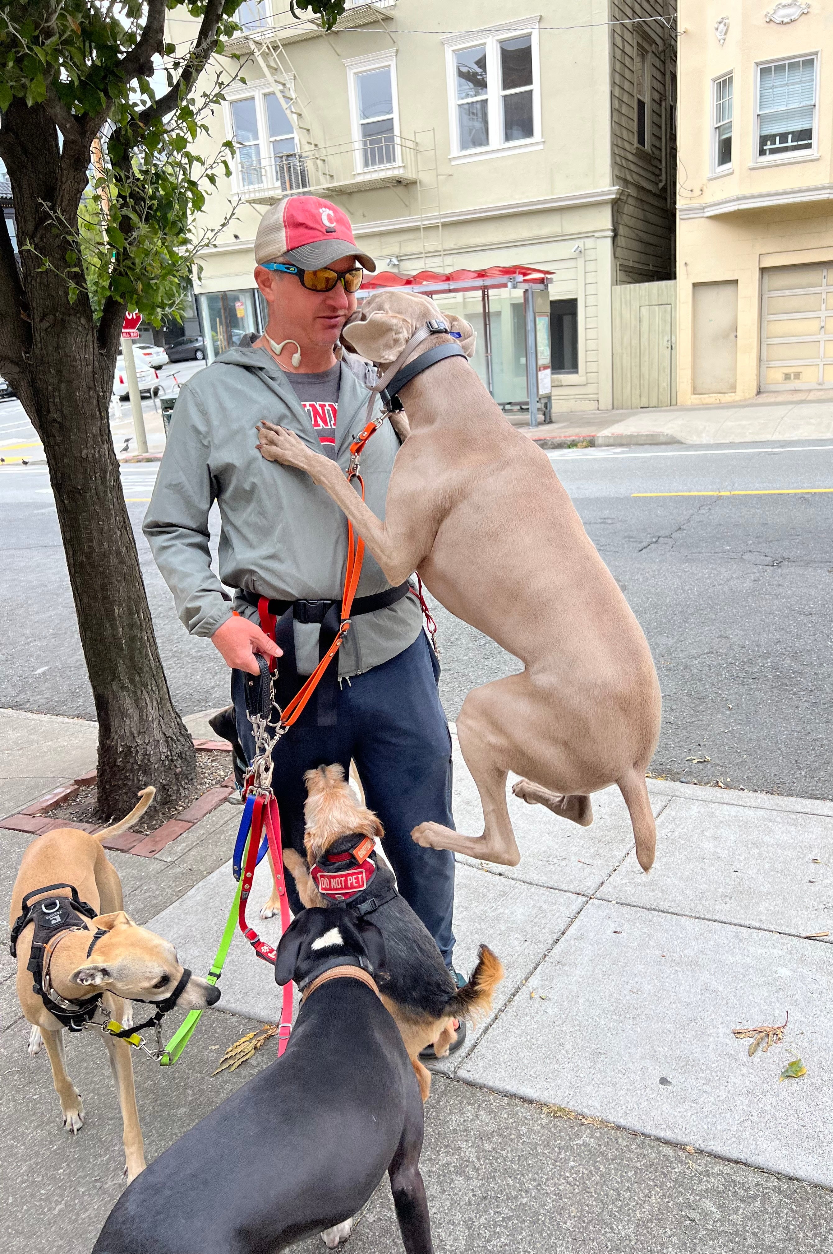 A male, Caucasian dog walker has 4 dogs leashed to his body with bright, Tinyhorse equipment. Two of the dogs are jumping up on the dog walker.