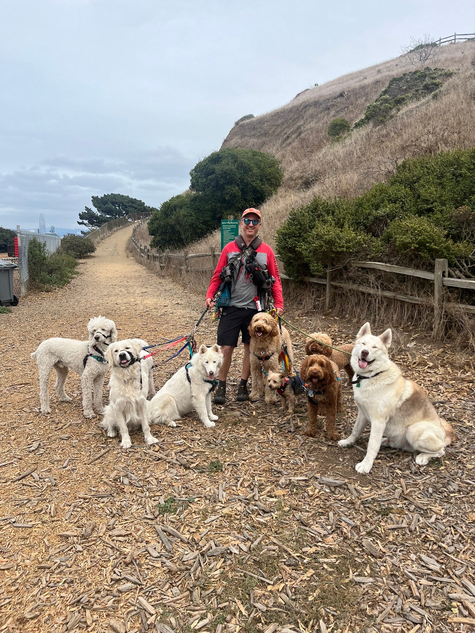 A male Caucasian dog walker is posing with a group of 8 dogs all leashed to him. They are standing on the middle of a path covered in woodchips. There is a high, steep slope in the background.