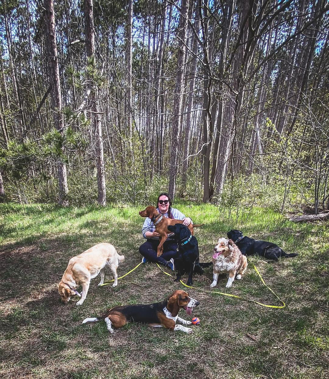 A dog walker sitting on a forest floor with 6 dogs around her. A red-coloured setter or retriever is sitting in her lap. The dog walker is smiling and wearing sunglasses.