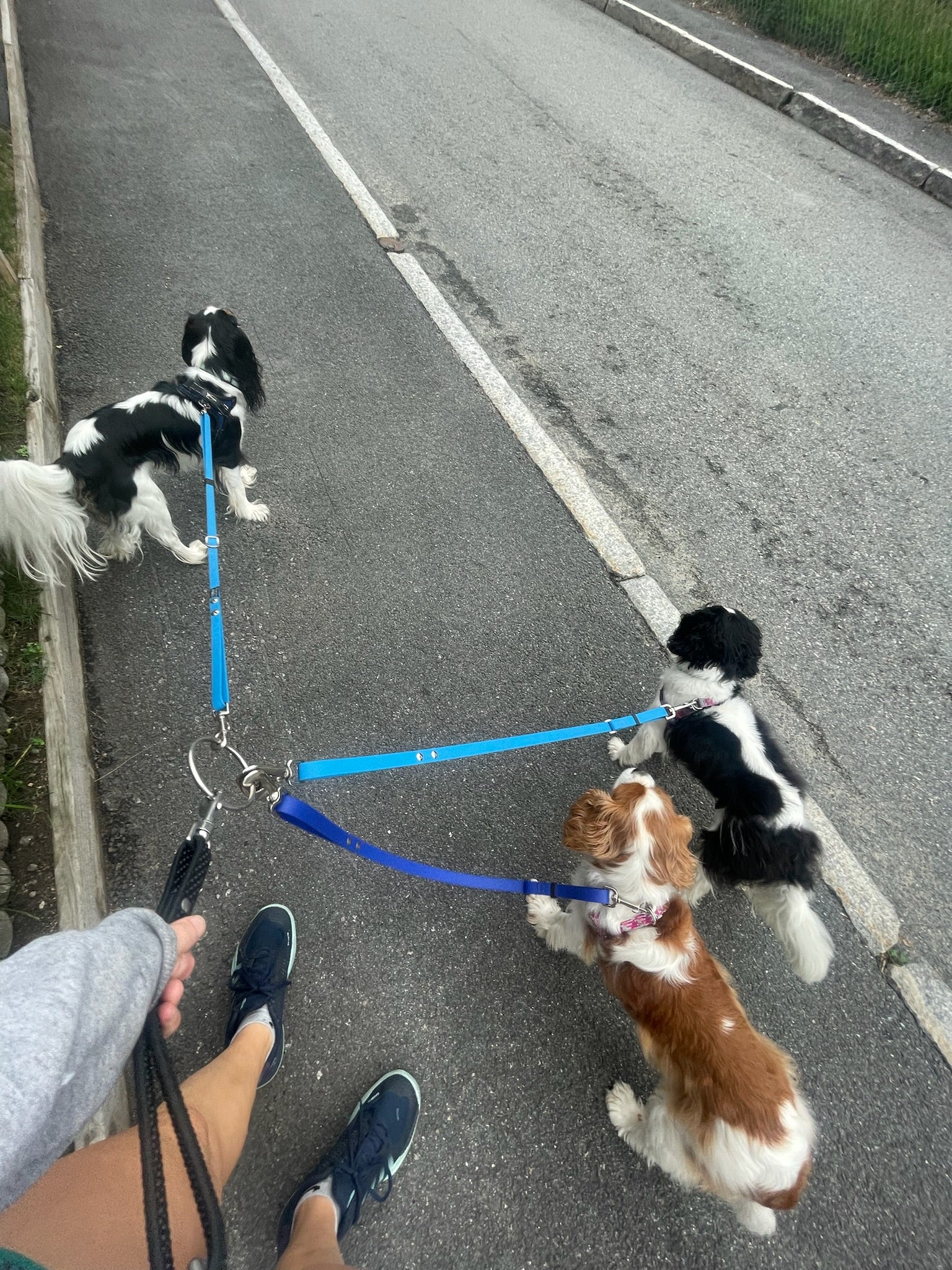 3 dogs leashed to a connecting ring. The leashes are bright blue TinyHorse leashes.