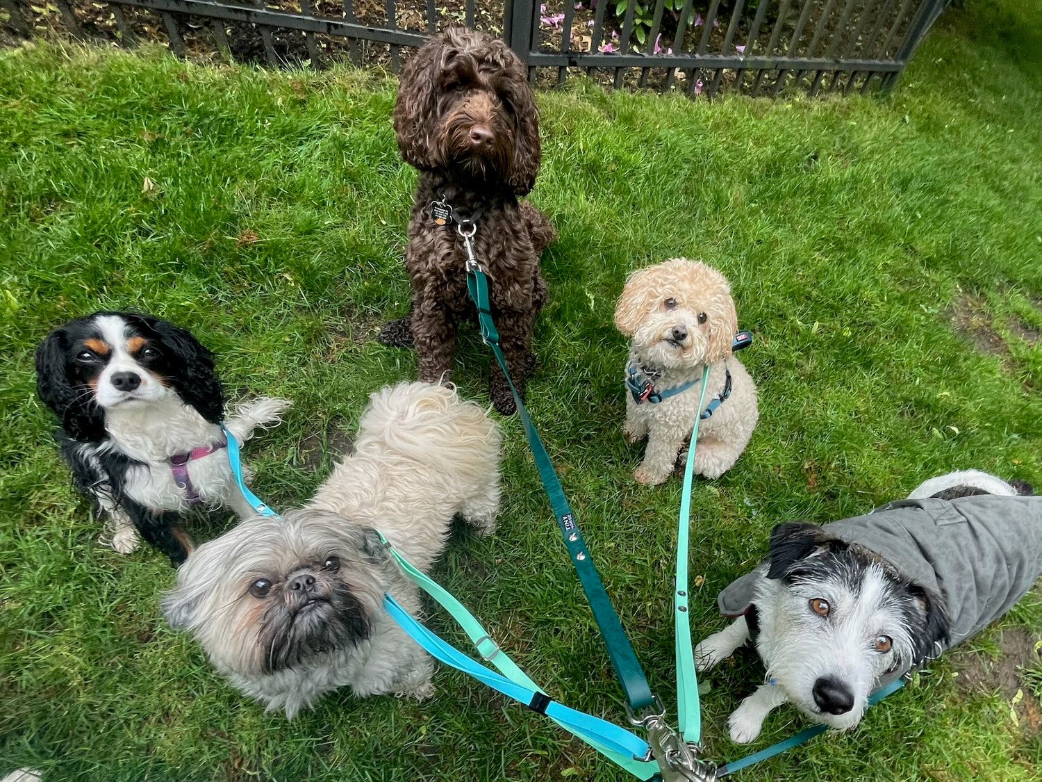 5 small to medium dogs leashed to colourful green and blue TinyHorse leashes. There’s a King Charles Spaniel, a brown doodle, a miniature poodle, a Pekingese mix and a small terrier mix.