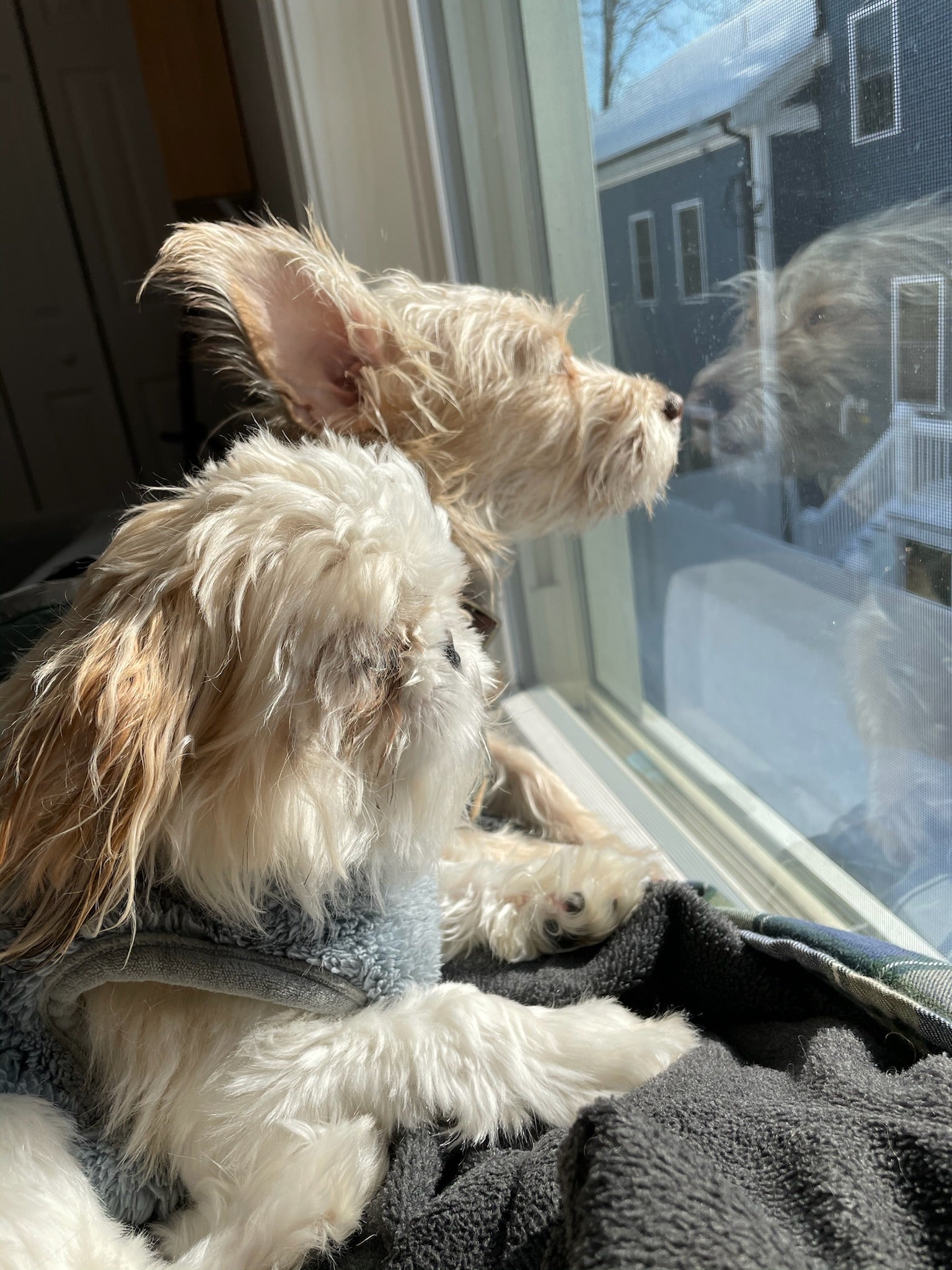 Two small white and beige dogs look out a window. Their paws are on the window sill and it’s winter outside, which is obvious with the snow on the roof of the neighbouring house.