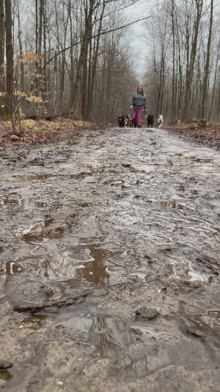A dog walker walks towards the camera. She has 5 dogs attached to her. Three on her left and two on her right. They are walking on a muddy, forest path.
