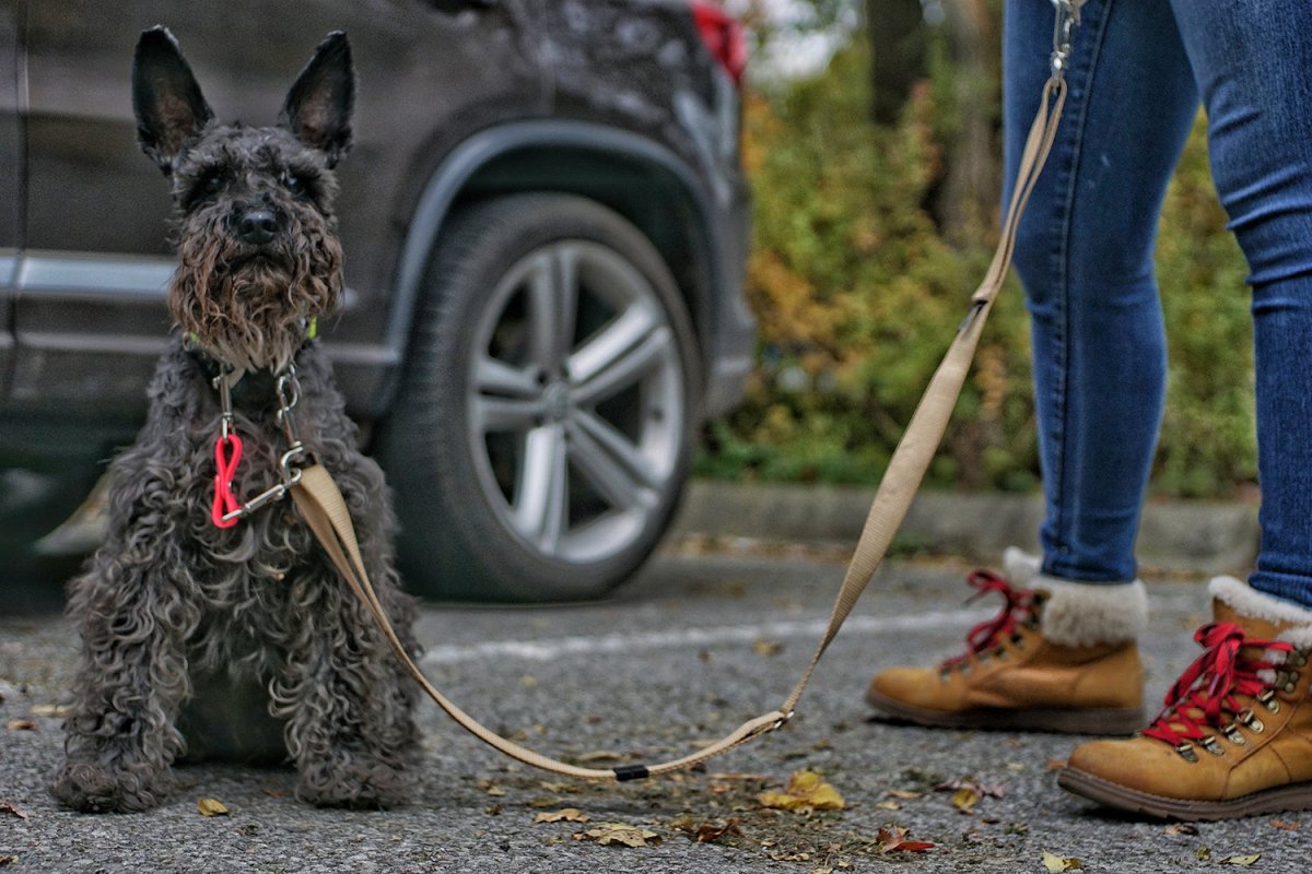 Mini Schnauzer wearing collar attached to leash with a Security Strap made of BioThane