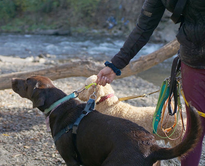 Brown Labrador and Golden Doodle attached to leashes with Security Strap made of BioThane