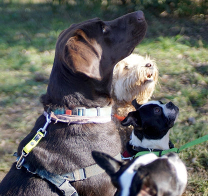 Pack of dogs all seated and wearing collars attached to leashes with Security Strap made of BioThane